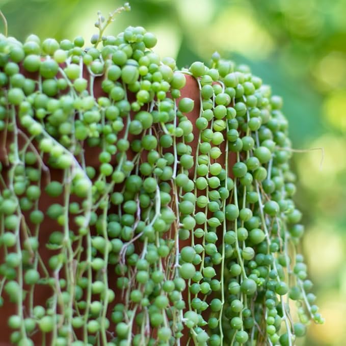 String of Pearls Plant Live Succulent 4 Inch Pot, Variegated String of Pearls Hanging Plant for Home Office Decor, Rare Succulent Trailing Vine, 4-7 Inch Tall