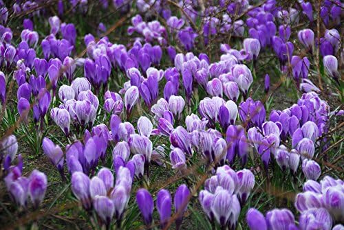 Blue Moon Mix Crocus 20 Bulbs - Blues and Purples - 8/9cm