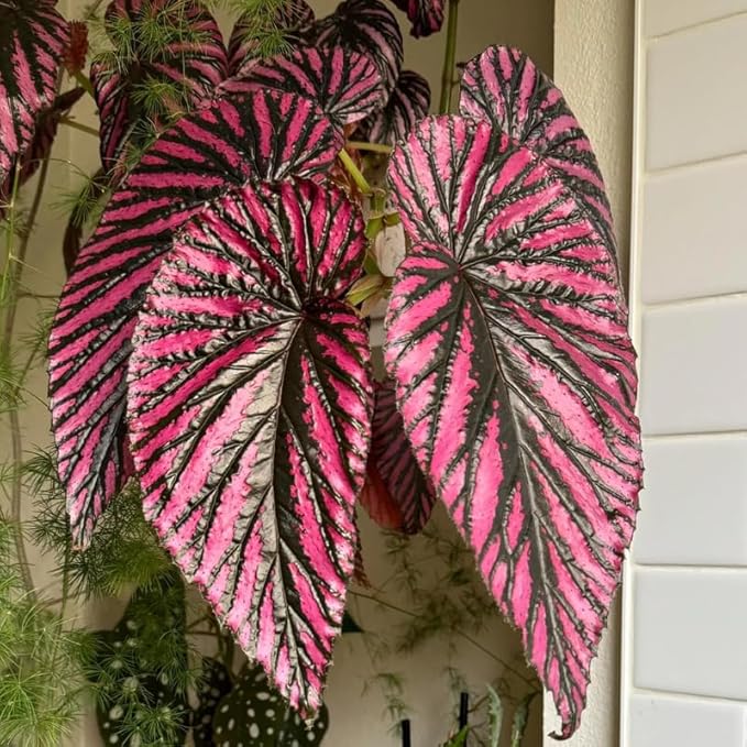2 Begonia Live Plants Outdoor, Angel Wing Begonia Maculata Plants Live, 5-9" Tall, Ornamental Foliage Houseplant for Home or Office (Red Foliage)