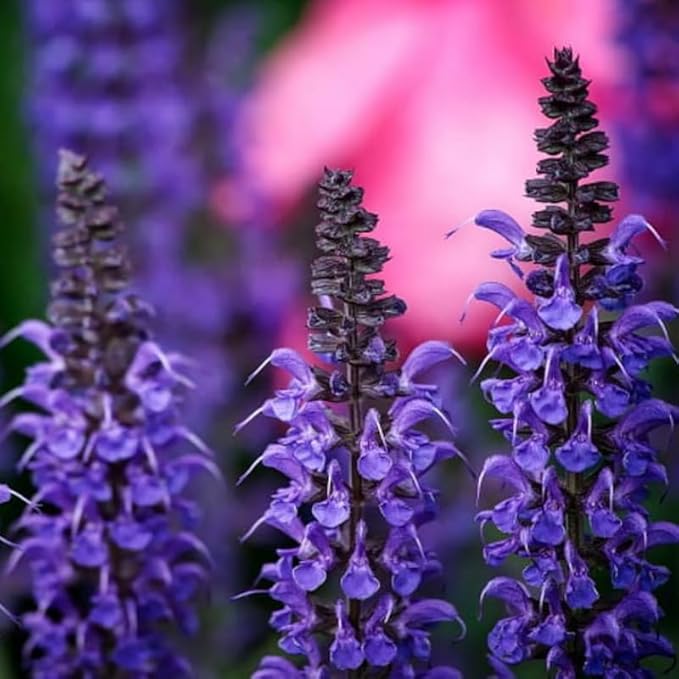 2 Vibrant Sage Salvia Live Plants, Fragrant Perennial Sage Plants Live for Spring Planting, Summer Planting, 5 to 10 Inches in Tall, (Blue-Purple)