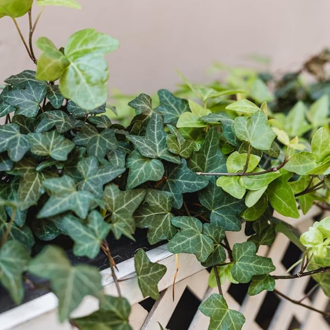 English Ivy Live Plant, Perennial English Ivy Vine Live Plant in Pot, 4 to 8 Inches Tall