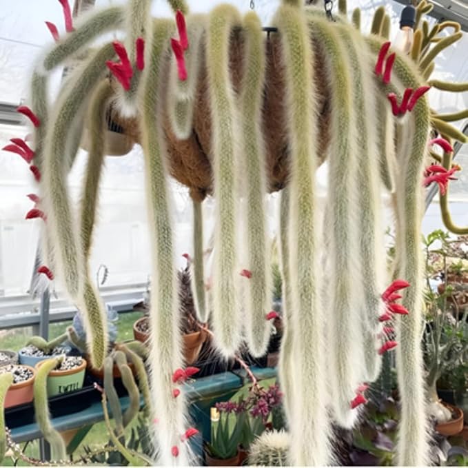 Rare Monkey Tail Cactus Live Plant, Trailing Cactus, Hanging Succulent for Planting, in 2" Pot