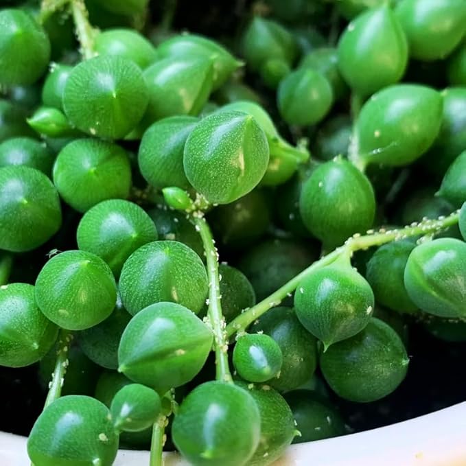 String of Pearls Plant Live for Indoor Outdoor Garden, String of Pearls Pot, Live String of Pearls Plant, Succulent Houseplants Decoration, Green String of Pearls, 2.5" Pot