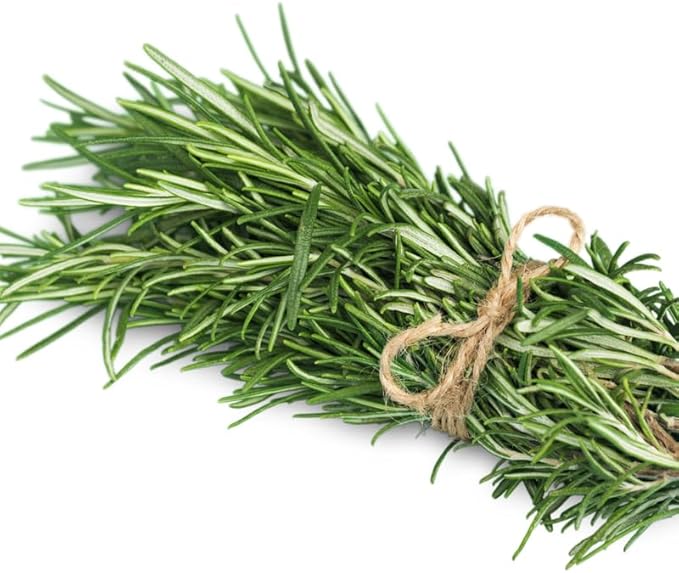 3 Blue Rosemary Plants Live, Live Rosemary Plants, 4 Inc Tall, Fragrant Herb Plant Outdoor Indoor