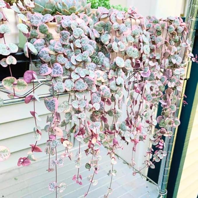 Ceropegia Woodii Variegated String of Hearts Live Plant, Rare Trailing Succulent Vine in 2.5" Pot, Indoor Hanging Plant