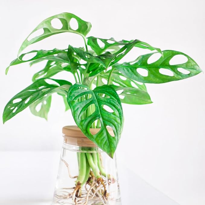 2 Rare Philodendron Live Plants Varieties Collection, Philodendrons Plants Size 5-9 Inc for Indoor Houseplant Décor, Ornamental Tropical Well-Rooted (Monstera Swiss Cheese Narrow Leaf)