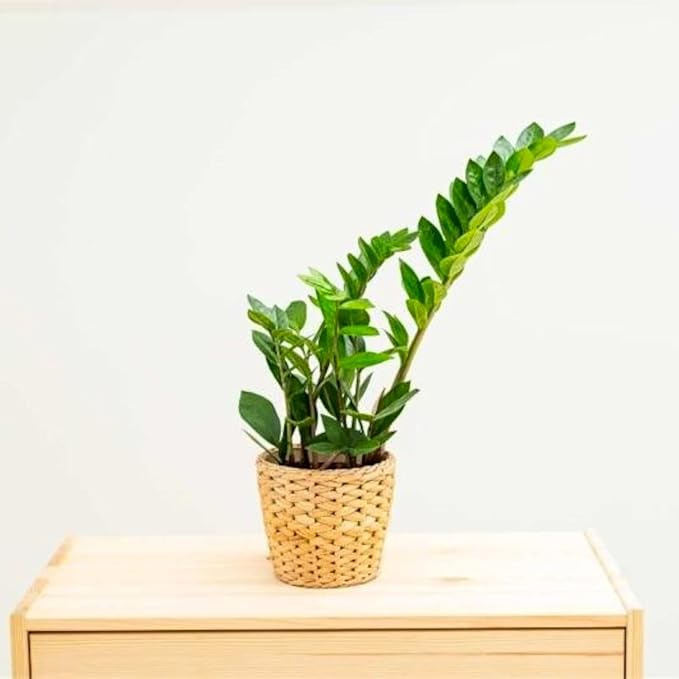 ZZ Plant 3/4/6/8" - Zamioculcas Zamiifolia Raven Plant- Indoor Easy Care House Plant - Live Plant (4" Pot – 9–11" Tall)