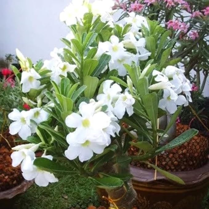 Mixed Desert Rose Plant Live, 4-7" Tall, Adenium Obesum Well-Rooted Succulent for Indoor Outdoor Displays