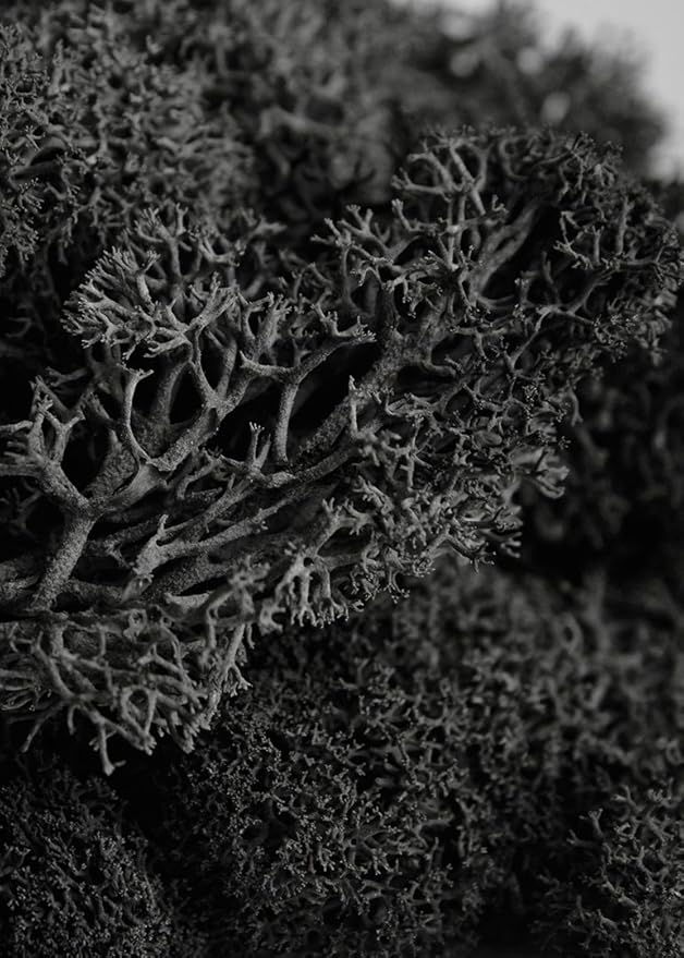 Super Moss (25123 Reindeer Moss Preserved, Black, 2oz
