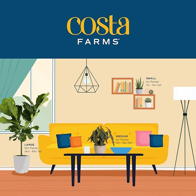 Costa Farms Fiddle Leaf Fig Tree, Ficus Lyrata Live Indoor Floor Houseplant in Decor Planter, Tropical Plant for Home Potted in Soil, Home and Office Decor, Housewarming Gift, 3-4 Feet Tall