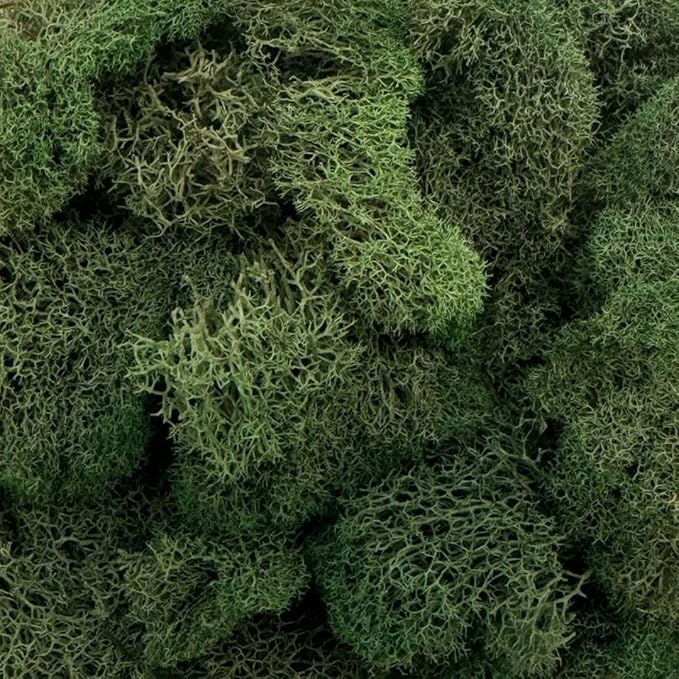 Preserved Reindeer Moss - Moss for Crafts, Home Decor, Art, Design & DIY Projects - Non-Toxic - USA Made (Basil, Standard Box)