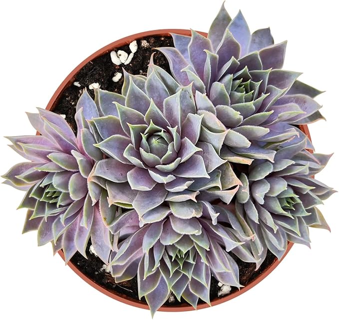 Live Succulent Plants Sempervivum 'Grey Lady', Rare Succulents Fully Rooted in 4" Pots with Soil, Easy-Care House Plant, with Heat Pack for Winter Shipping