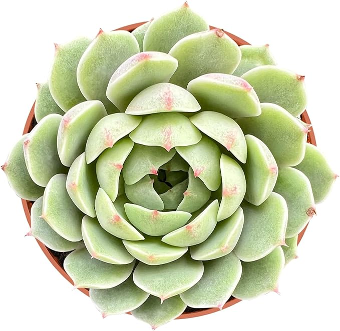Live Succulent Plants Echeveria 'Ben Badis', Easy Care Potted Succulents in 4" Pots, Indoor Houseplant, Unique Gifts, Home Office Décor