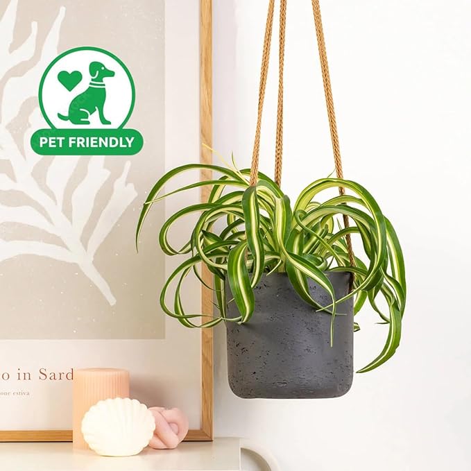 3' Spider Plant Bonnie - Airplane Plant, Spider Ivy