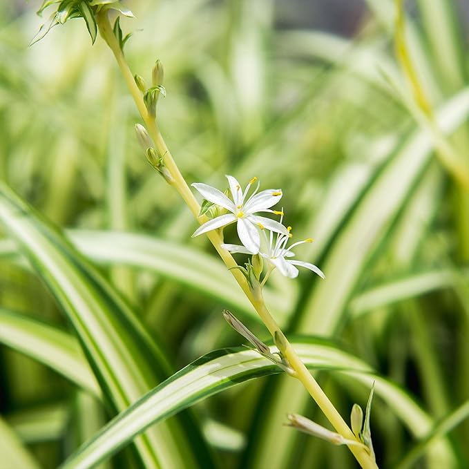 Perfect Plants Reverse Variegated Spider Plant in 6in. Grower's Pot | Live Houseplant for Indoor Growing | Easy to Care for & Keep Alive | Beautiful White & Green Reverse Variegated Leaves