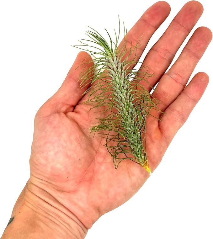ragnaroc Air Plants - Colombian Tillandsia Funckiana, Large 5" - 1ct - Live Arrival Guaranteed - House Plants for Home Decor & Gift