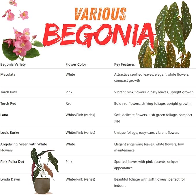 Begonia Plants Live, Rare Begonias Indoor Growing, Hanging Basket, Starter 5 to 9 Inc Tall (Autumn)