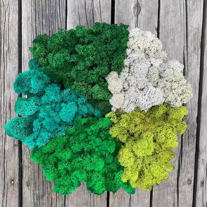 Preserved Reindeer Moss Natural Green DIY Kit Gardenning Art Wall Decor Florist Decor Easter Table Decor Wedding