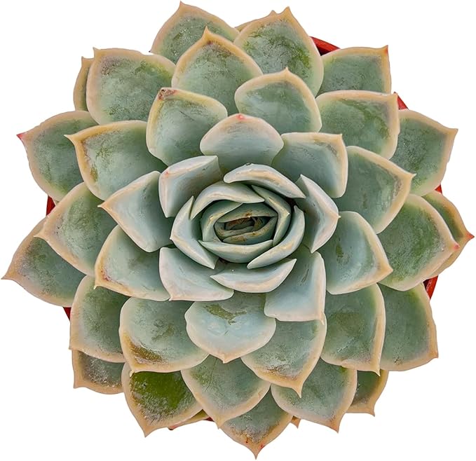 Live Succulent Plants Echeveria 'Joselrin', Easy Care Potted Succulents in 4" Pots, Indoor Houseplant, Unique Gifts, Home Office Décor