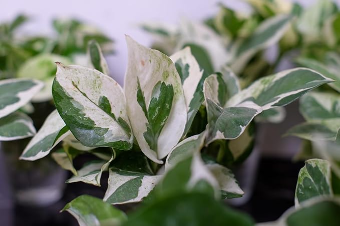 Pearls and Jade Pothos - Epipremnum aureum - 4" Pot - Good in Low Light