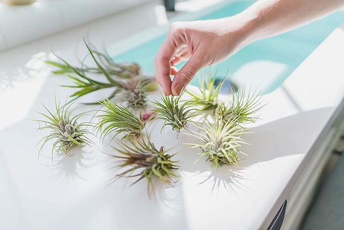 3 PCs Large Tectorum Ecuador Air Plant - Live Tillandsia Succulent House Plants - Available in Wholesale and Bulk - Home and Garden Decor - Easy Care Indoor and Outdoor Plants