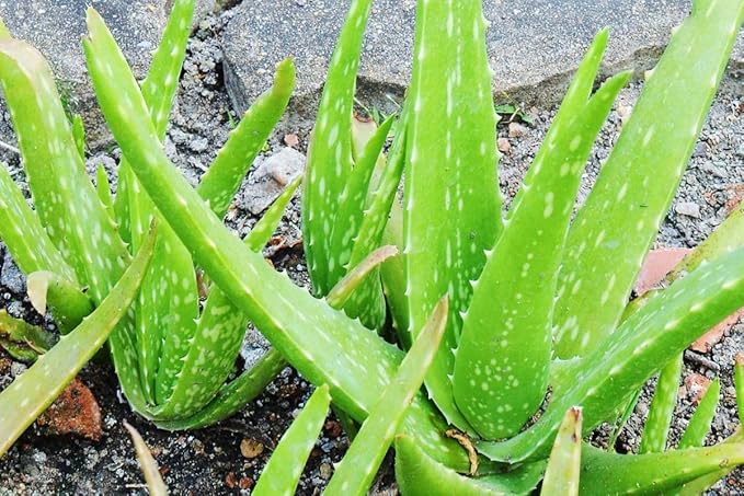 Aloe Vera Plant Live, 4 Inc Potted, Live Aloe Vera Plant Indoor, Succullent Plant Live
