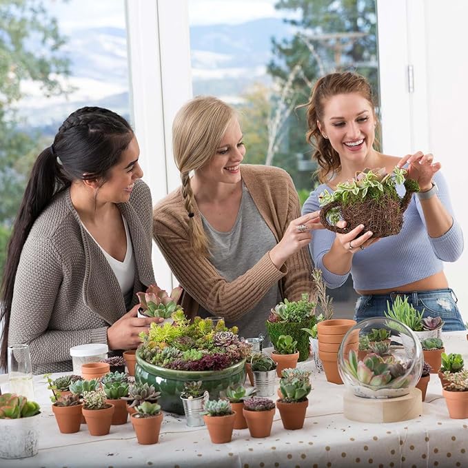 Mountain Crest Gardens Assorted Succulents Bulk Pack - 50 Live Plants in 2 Inch Pots - Real Indoor/Outdoor Succulents for DIY, Gifts, Weddings, and Home Decor