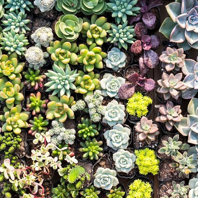 Pack 5 of Assorted Succulents Plant, 2 Inch Succulents Potted, Easy Care Mix Varieties, Succulent Cactus Live Plants in 2'' Pot Houseplant
