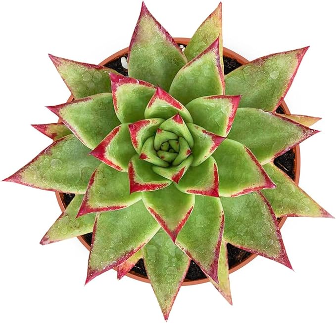 Live Succulent Plants Echeveria agavoides 'Lipstick', Rare Succulents Fully Rooted in 4" Pots with Soil, Easy-Care House Plant, Standard Packaging