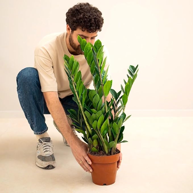 ZZ Plant 3/4/6/8" - Zamioculcas Zamiifolia Raven Plant- Indoor Easy Care House Plant - Live Plant (6" Pot β 15β18" Tall)