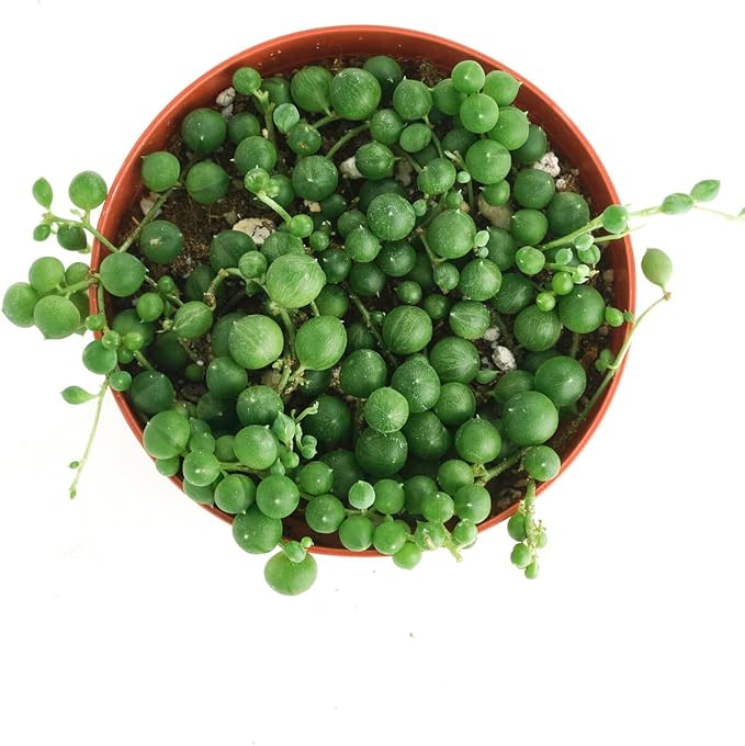 Shop Succulents String of Pearls Hanging Succulent, Senecio Rowleyanus, Fully Rooted Live 4" Succulent Plant, Low Maintenance Indoor Plant, Hardy Succulents, Trailing Succulents, Gift & Garden