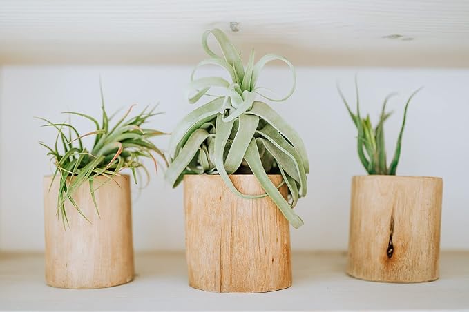12 Pack Medium Air Plants Streptophylla - Live Tillandsia Succulent House Plants - Available in Wholesale and Bulk - Home and Garden Decor - Easy Care Indoor/Outdoor Plant