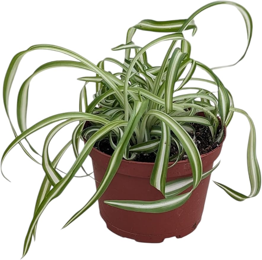 Live Spider Plant, Bonnie Variety, Indoor Houseplant in 6 Inch Decorative Pot, Variegated Green and White Foliage