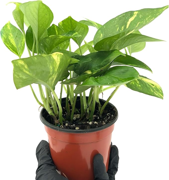 Live Pothos Plants - Epipremnum aureus Golden Pothos and ‘Marble Queen Pothos’ Bundle - ragnaroc Tropical Plant 5-8” Tall - 2ct Live Arrival Guaranteed - House Plants for Home Decor & Gift