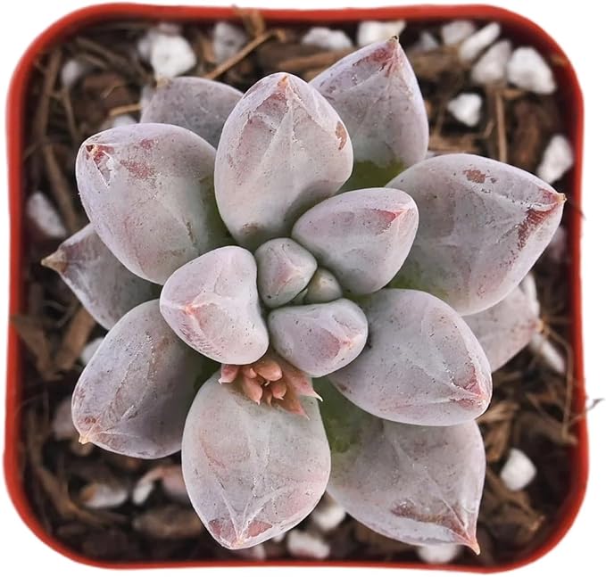 2" Live Succulent Plants Echeveria 'Tolimanensis', Mini Potted Succulents, Easy Care Indoor Houseplant, Unique Gifts, Home Office Décor