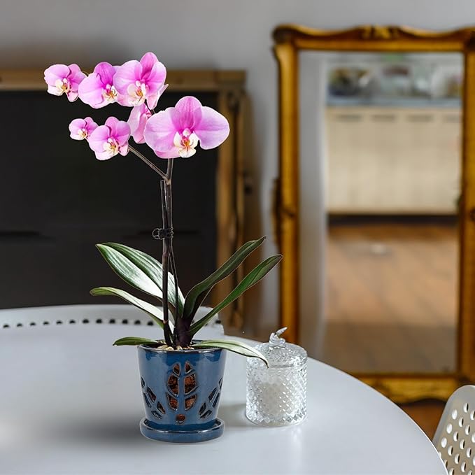 W&W Orchid Pot with Holes and Saucer for Repotting, Blue, 5.5 Inches