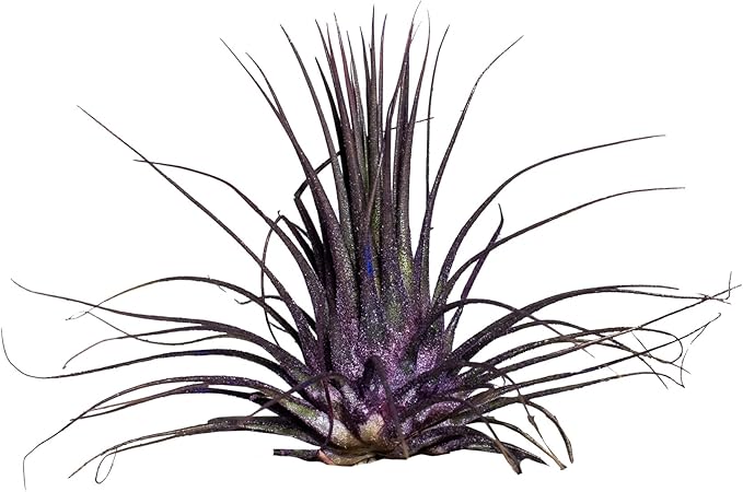 Air Plants - Tillandsia Ionantha - Organically Enhanced Color - Live Arrival Guaranteed - House Plants for Home Decor & Gift (Purple Pansy 3pk)
