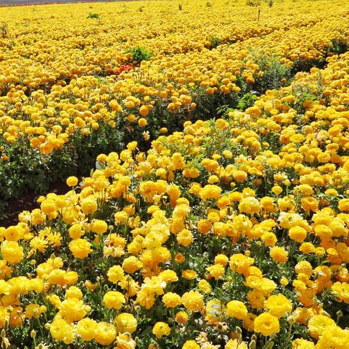 Yellow Ranunculus Flowers Bulbs for Spring Planting, Perennial Flower Bulbs, Early Spring Flower to Plant Outside, Colorful Blooms Groundcover Bulbs, Top Size