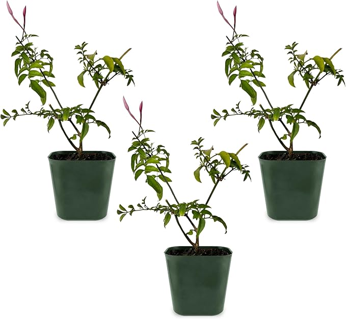 Generic Mini Pink Jasmine Vine, Fragrant and Live Houseplant, 2 Inch Pot, Jasminum Polyanthum (3)