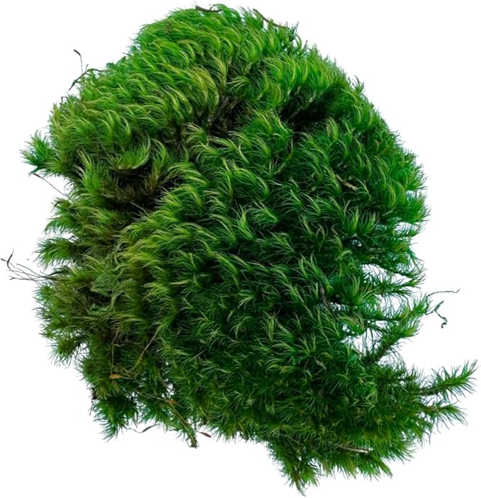 Preserved Mood Moss - Decorative Moss - Dried Moss for Crafts, Home Decor, Art, Design & DIY Projects - For Indoor Use - Natural Green - Standard Box - Covers 4-5 sq. ft.
