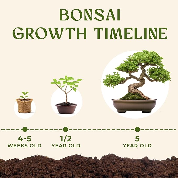 DIY Bonsai Tree Kit for Beginners – 5X Unique Japanese Bonzai Trees, Complete Indoor Bonsai Starter Kit for Growing Bonsai Plants w/Tools & Planters – DIY Christmas Gardening Gifts for Mom