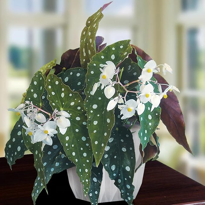 Begonia Plants Live, Rare Begonias Indoor Growing, Hanging Basket, Starter 5 to 9 Inc Tall (Maculata Angel Wing Polka Dot)