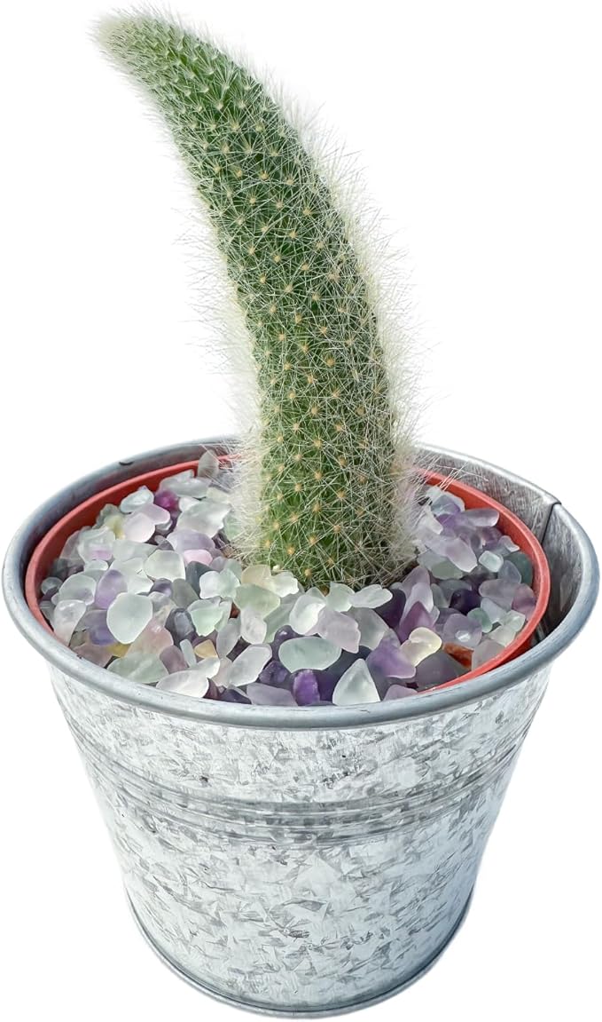 Live Plants Monkey Tail Cactus in 4" Matte Metal Pot, Easy to Grow Houseplant, Indoor Bonsai, Home Office Decor, Birthday Housewarming Gift