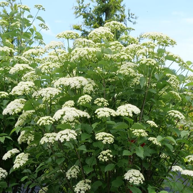 Rare Viburnum Tree Live Plant Shrub in Pot, Fragrant Flower, Dormant in Winter, 6-12" in Tall, Bare Root to CA, Bush Shrub Spring Blooms