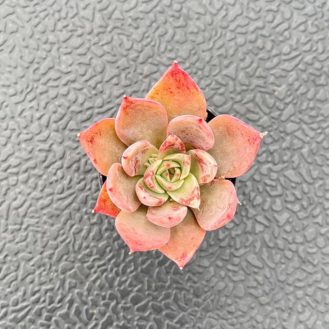 2" Live Succulent Plants Echeveria 'Meiyass', Mini Potted Succulents, Easy Care Indoor Houseplant, Unique Gifts, Home Office Décor
