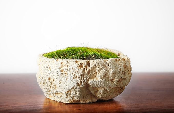 SuperMoss (21539) Mood Moss Preserved, 200 Cubic Inch Bag (Appx. 8oz), Fresh Green
