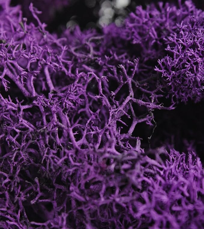 SuperMoss (21798) Reindeer Moss – Soft Preserved Moss for Home Decor, Crafts, Terrariums, Floral Design, and Wedding Decorations, 2,588 cu in, Purple