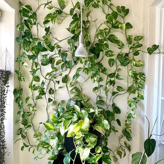 3 Mix Pothos Live Plants, Live Pothos Plant, 3 to 5 Inc Tall, Indoor House Plants Vine Outdoor, Hanging Basket, 4 Inc Potted
