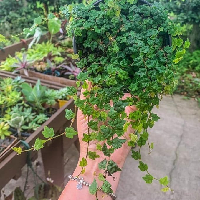 String of Frog Live Plants, Easy Indoor Trailing Succulent in 4" Pot, Hanging Succulent Houseplant Indoor Outdoor Planting