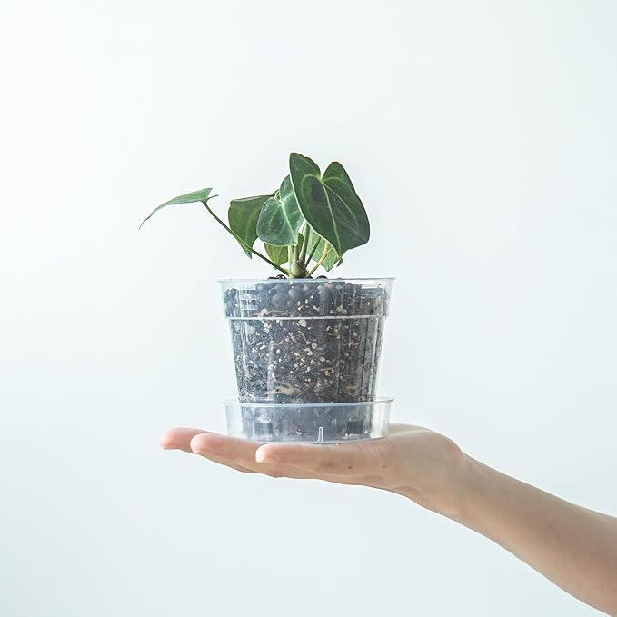 4 Inch Clear Plastic Plant Pot with Drainage Holes, Interlocking & Detachable Tray - Deep Saucer - Durable BPA-Free Plastic, Transparent Design, Raised Base for Airflow, Set of 24, 92-X-C-2